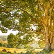 Big Questions – February 12