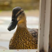 Big Questions – April 17